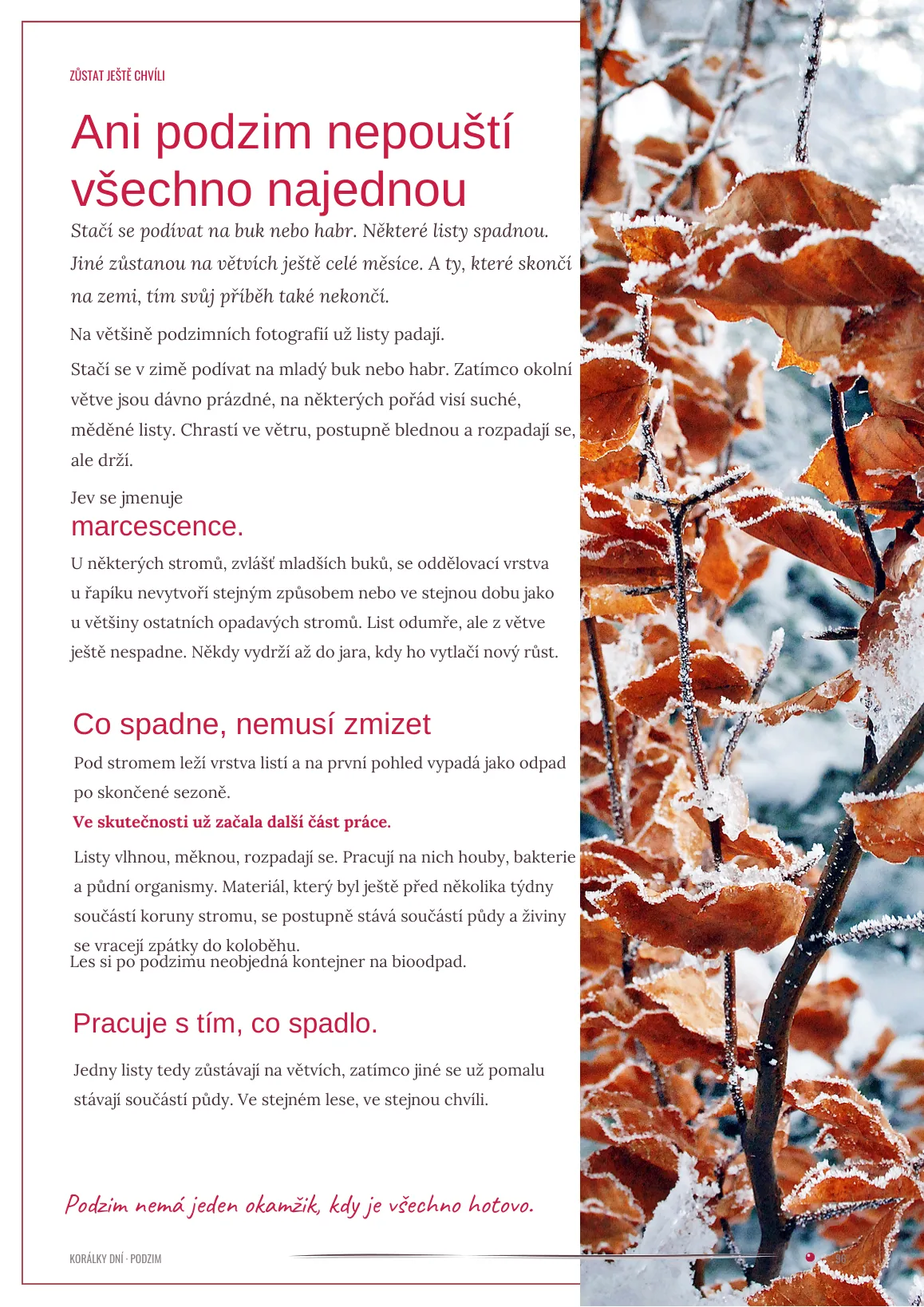 Ani podzim nepouští všechno najednou — ukázka magazínu PODZIM